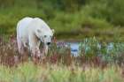 Polar bear exploring the shoreline of Hudson Bay for a possible meal, Northern Manitoba, Canada. Art Print